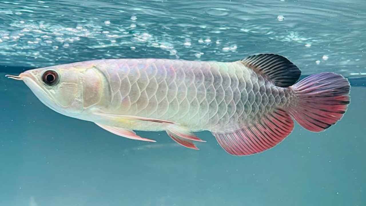 Ikan Arwana Keindahan, Harga, dan Cara Merawat Si Ikan Naga