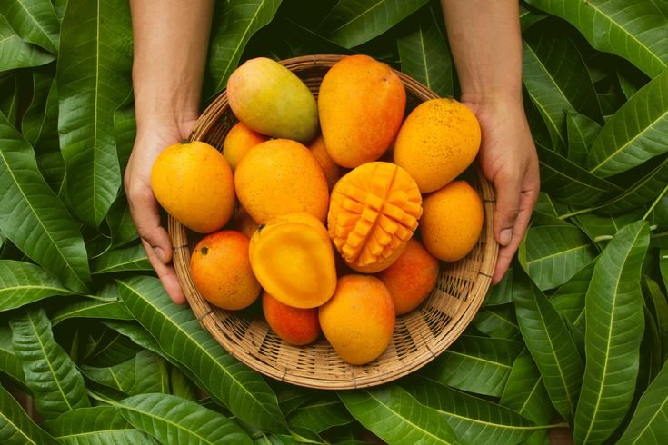 Buah Mangga Menjadi Favorit Banyak Orang