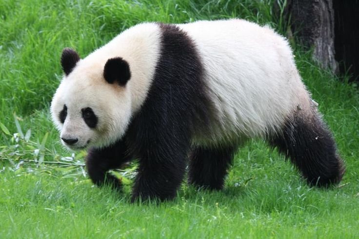 Hewan Panda Memiliki Penampilan yang Sangat Unik