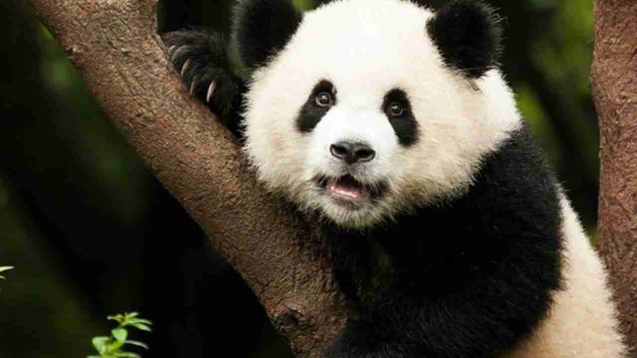 Hewan Panda yang Selalu Mencuri Perhatian