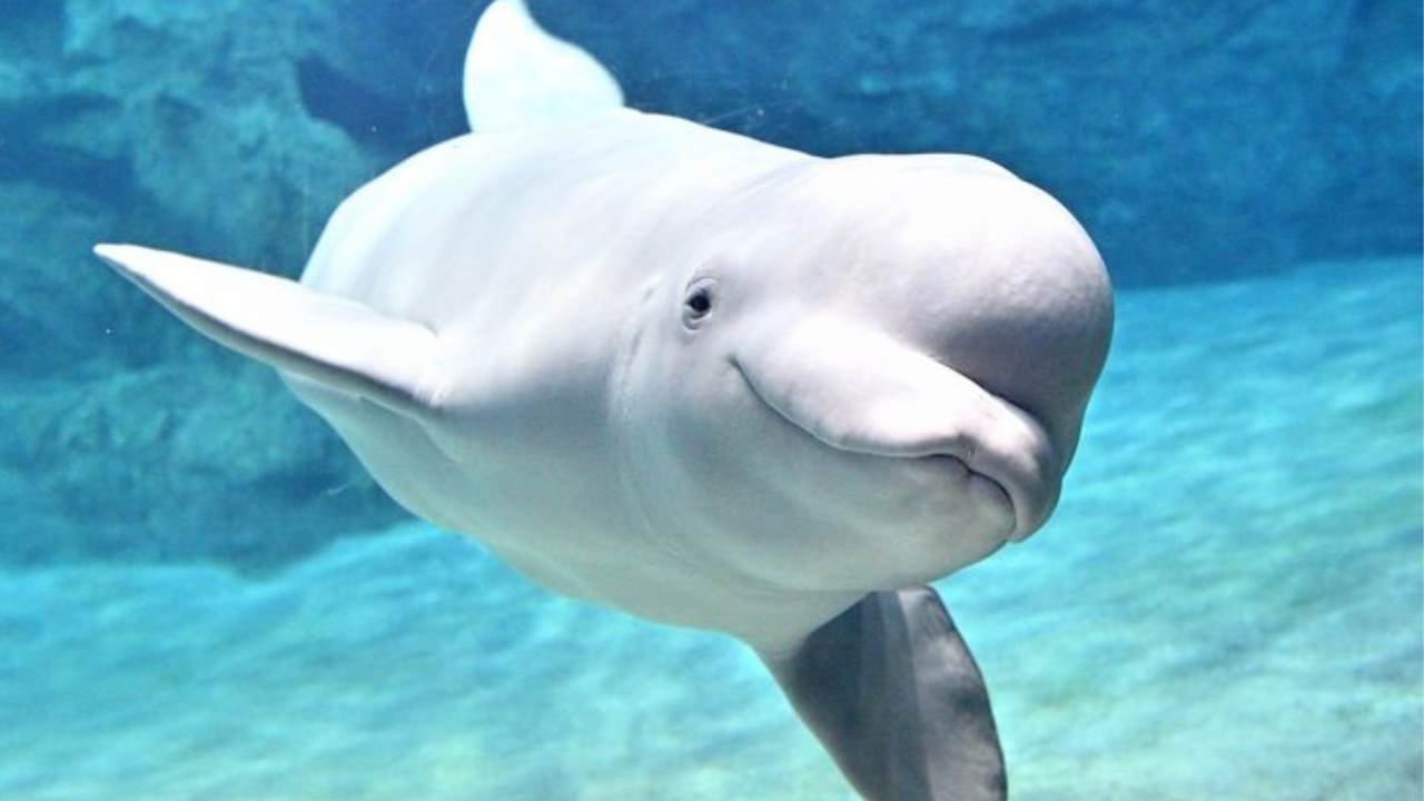 paus beluga dewasa dengan warna putih cerah di perairan kutub