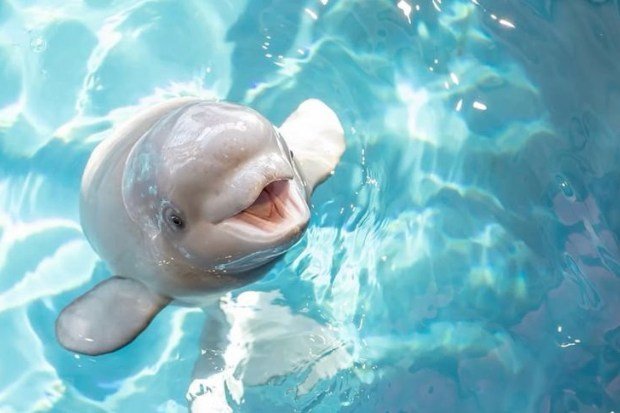 paus beluga dengan bentuk kepala unik di dalam laut
