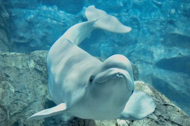paus beluga terlihat jelas di air biru dingin