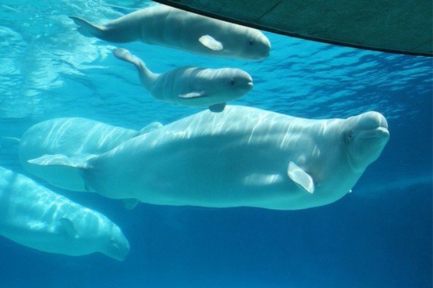 paus beluga berenang di bawah lapisan es laut