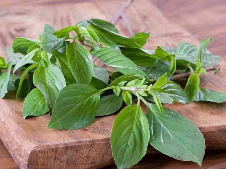 Daun Kemangi Mudah Tumbuh di Daerah Tropis