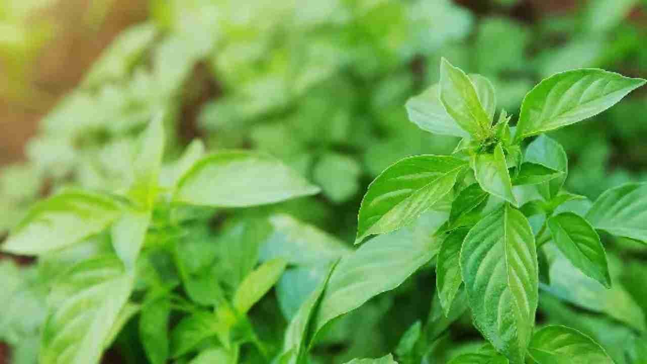 Daun Kemangi yang Banyak Digunakan dalam Berbagai Hidangan
