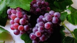 Buah Anggur Si Kecil Manis dengan Segudang Manfaat