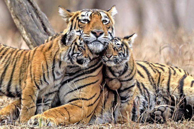 Hewan Harimau Perlu Dijaga Bersama