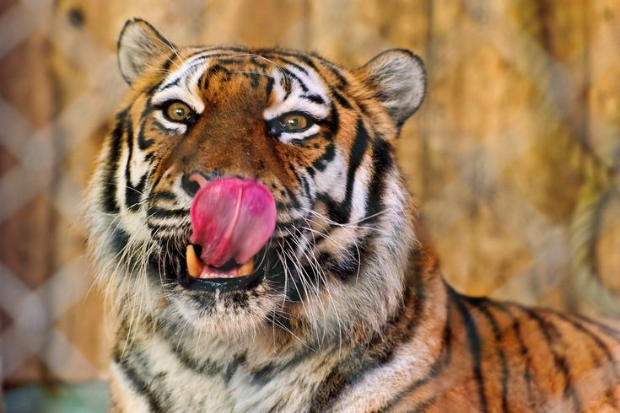Hewan Harimau Memiliki Ciri yang Unik
