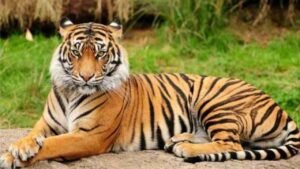 Hewan Harimau, Predator Tangguh yang Menguasai Hutan