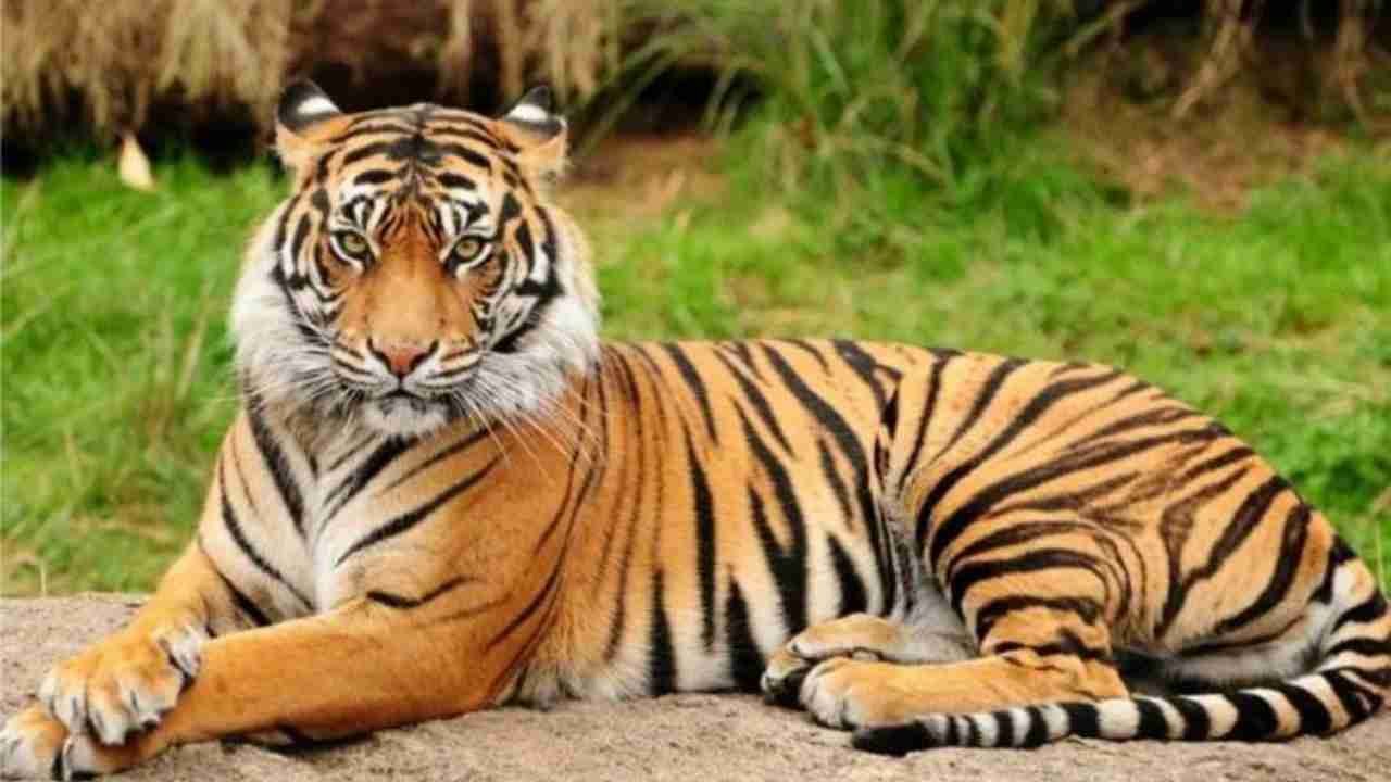 Hewan Harimau, Predator Tangguh yang Menguasai Hutan