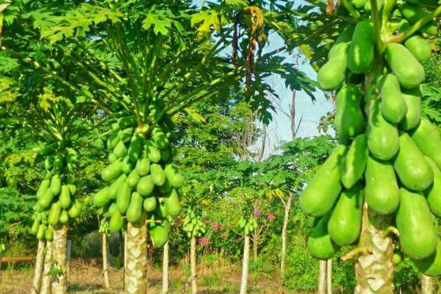 Manfaat Pepaya untuk Menu Harian