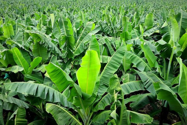 Pohon Pisang Memberikan Nilai Ekonomi