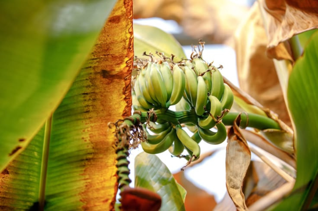 Pohon Pisang Memiliki Banyak Manfaat