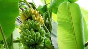 Pohon Pisang, Tanaman Serbaguna yang Kaya Manfaat