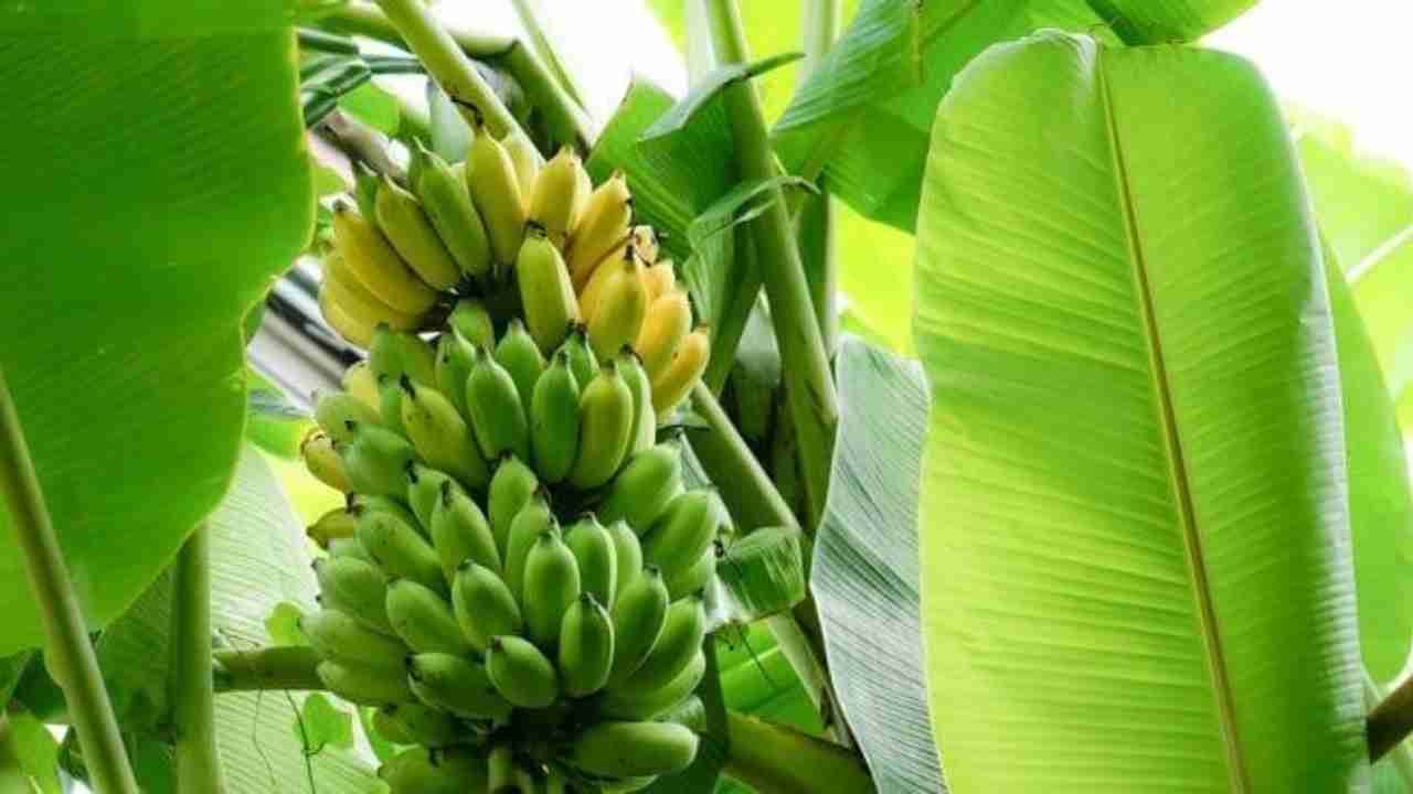 Pohon Pisang, Tanaman Serbaguna yang Kaya Manfaat