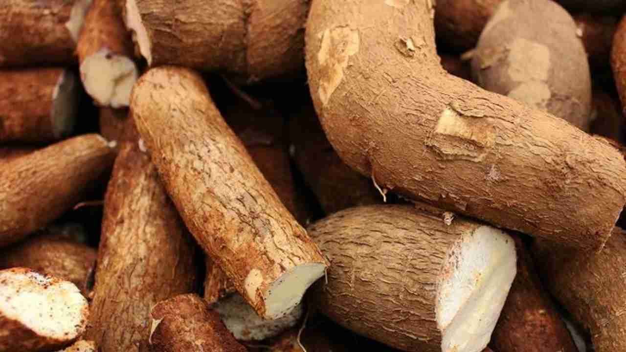 Ubi Singkong, Bahan Pangan Lokal yang Kaya Manfaat