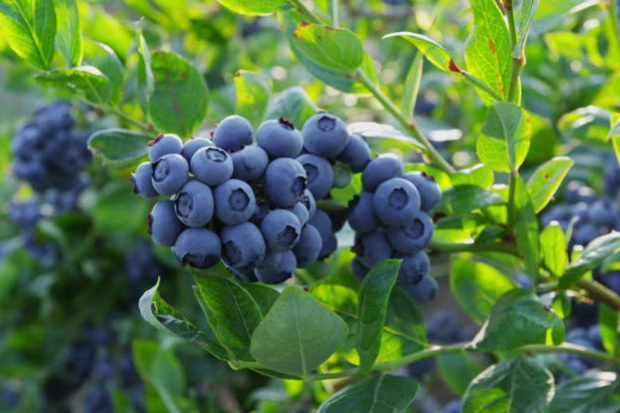Buah Blueberry Banyak Digemari