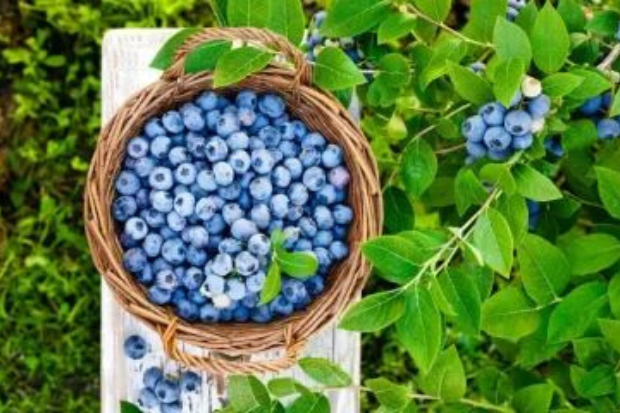 Buah Blueberry Mengandung Beragam Nutrisi