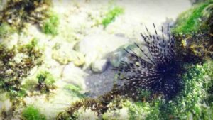 Bulu Babi Laut dan Keunikan Hewan di Dasar Laut