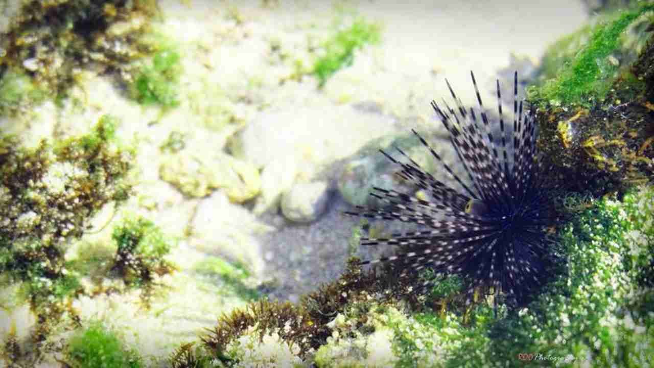 Bulu Babi Laut dan Keunikan Hewan di Dasar Laut