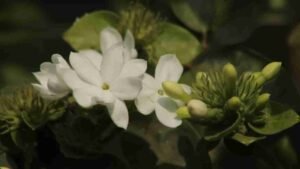 Bunga Melati dengan Aroma Harum yang Memikat
