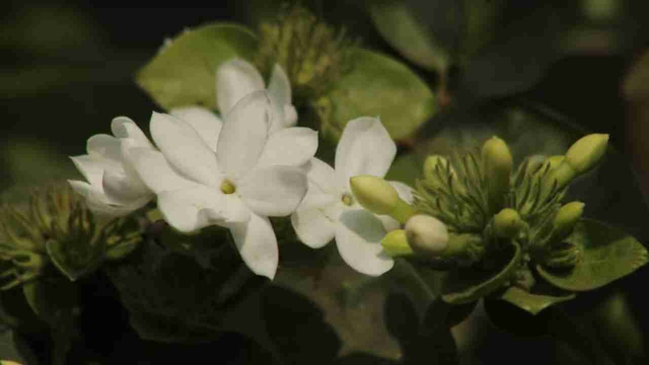 Bunga Melati dengan Aroma Harum yang Memikat