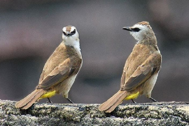 Burung Trucuk Memiliki Ciri yang Khas