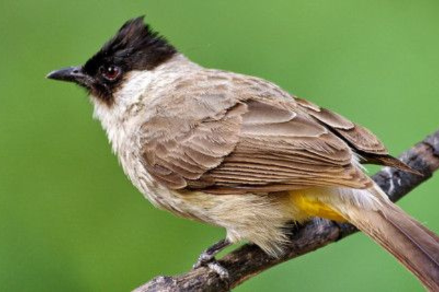 Burung Trucuk Menyukai Habitat yang Hijau
