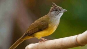 Burung Trucuk, Suara Merdunya Bikin Banyak Orang Terpikat