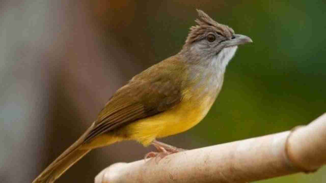 Burung Trucuk Menyukai Habitat yang Hijau