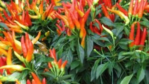 Cabe Rawit Si Kecil dengan Rasa Pedas yang Nendang