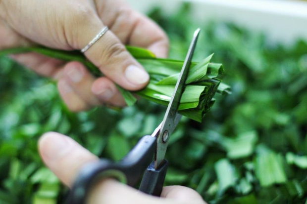 Daun Pandan Memberikan Aroma Harum pada Masakan