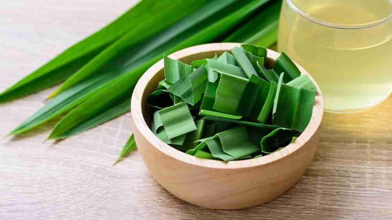 Daun Pandan dan Aroma Harum yang Khas