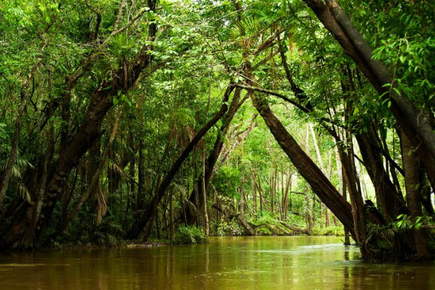 Hutan Amazon Berkaitan dengan Siklus Air