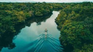 Hutan Amazon, Keajaiban Alam yang Penuh Kehidupan