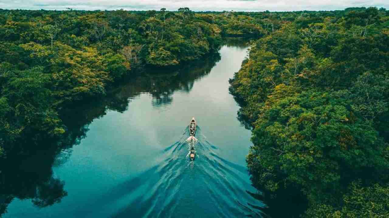 Hutan Amazon, Keajaiban Alam yang Penuh Kehidupan