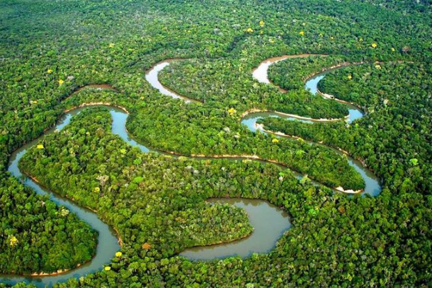 Hutan Amazon Menyimpan Keanekaragaman Hayati
