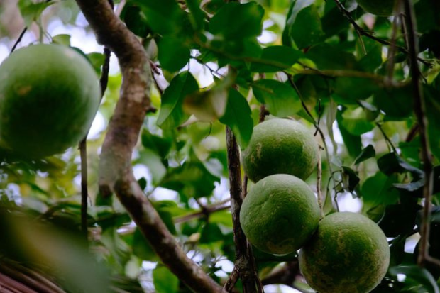 Jeruk Bali Cocok Menjadi Camilan
