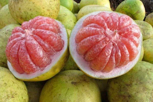 Jeruk Bali Mengandung Banyak Air