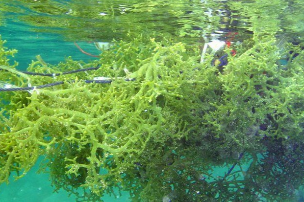 Laut Menghasilkan Rumput Laut dengan Banyak Manfaat