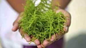 Laut Menyimpan Kekayaan Rumput Laut yang Kaya Nutrisi