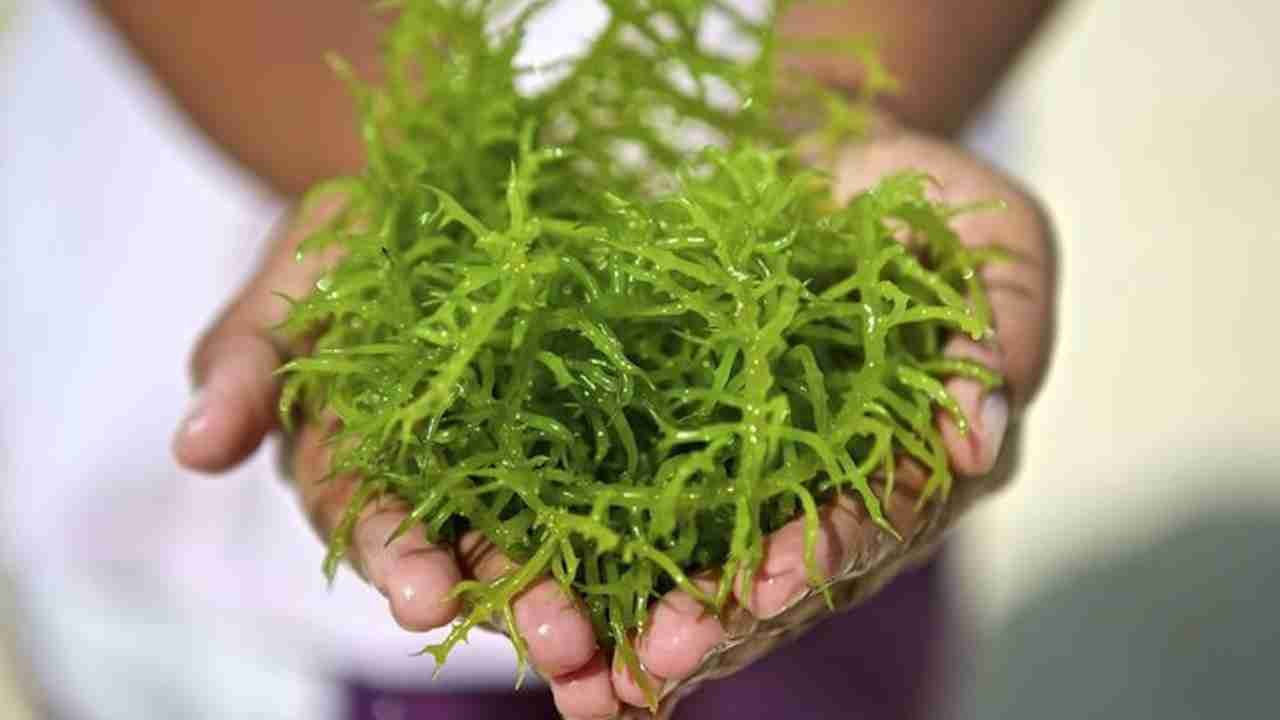 Laut Menyimpan Kekayaan Rumput Laut yang Kaya Nutrisi
