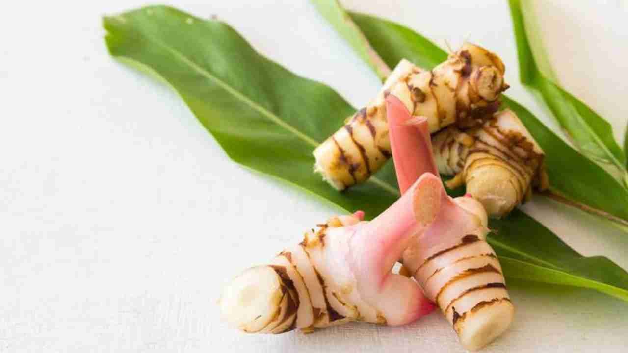 Lengkuas Bumbu Dapur yang Bikin Masakan Makin Sedap