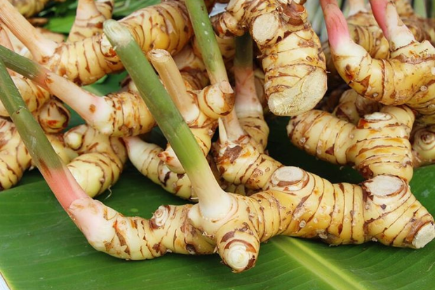Lengkuas Memiliki Ciri yang Mudah Dikenali
