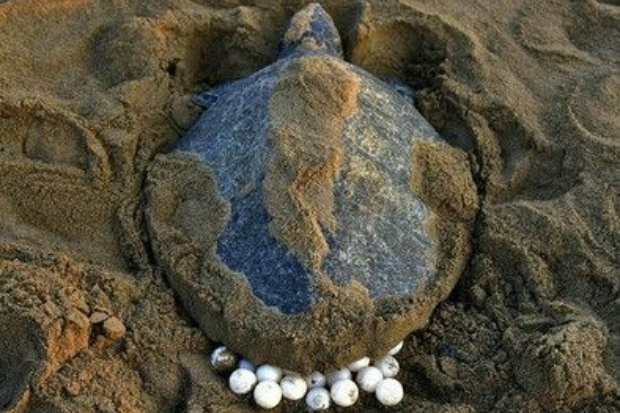 Penyu Kembali ke Pantai untuk Bertelur
