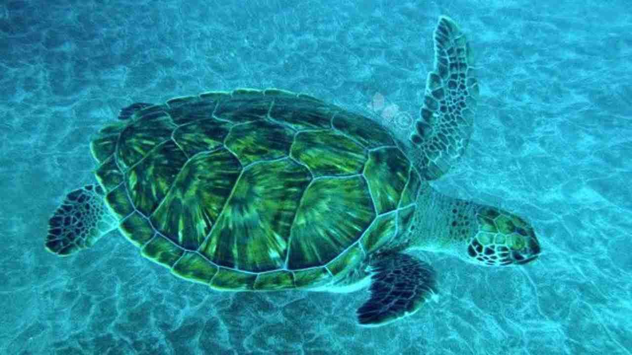 Penyu Laut Si Pengembara dari Dasar Perairan