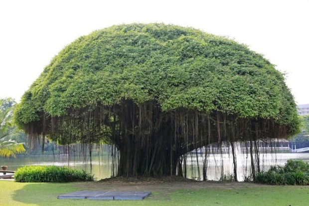 Pohon Beringin Memiliki Tajuk yang Rimbun