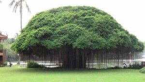 Pohon Beringin dengan Rimbun Daun yang Meneduhkan