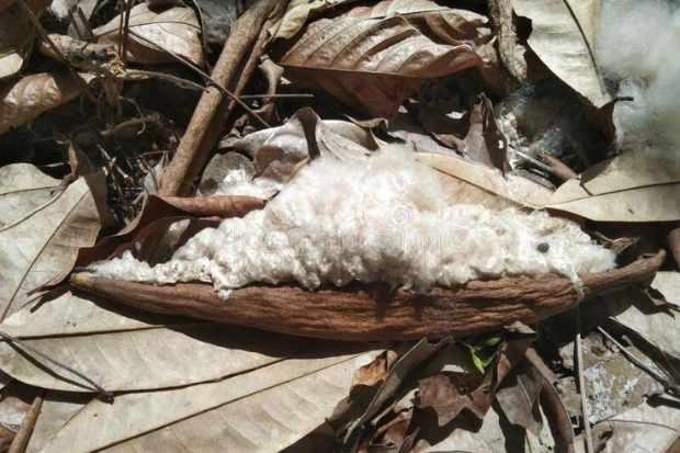 Pohon Kapas Memiliki Ciri yang Mudah Dikenali